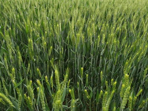 科技驅(qū)動農(nóng)業(yè)耕作,植醫(yī)堂加強(qiáng)智慧農(nóng)業(yè)基層落地