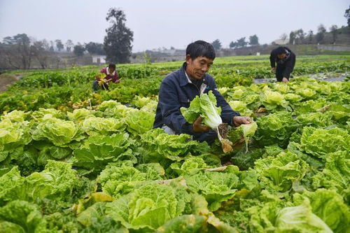 重慶農(nóng)科院 2023年科技成果發(fā)布會(huì) 見證農(nóng)業(yè)科技 重慶制造 發(fā)展成就