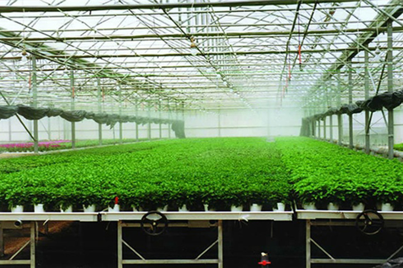 苗床_溫室-大棚-濰坊百斯農(nóng)業(yè)科技服務(wù)