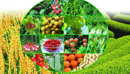 中國智慧農業(yè)網(wǎng):如何實實在在做農村電商