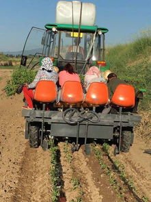 甘肅藥材移栽機批發(fā) 山東品牌好的移栽機供應 青州英志農業(yè)科技