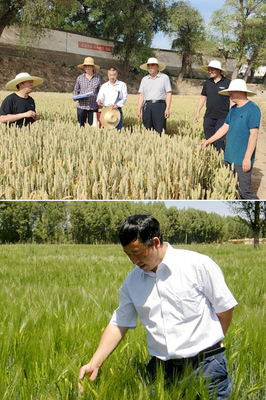 【社會服務紀實】農學院黨委抓黨建促鄉(xiāng)村振興紀實-甘肅農業(yè)大學