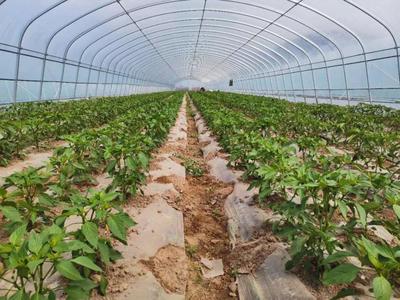 彭陽農(nóng)業(yè)農(nóng)村局和縣科協(xié)聯(lián)合開展農(nóng)業(yè)科技志愿者科普宣傳活動(dòng)