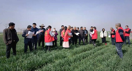 冬小麥“科技?jí)衙纭睂ｍ?xiàng)行動(dòng) 科技賦能穩(wěn)產(chǎn)增收